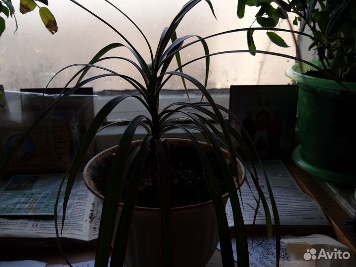 Комнатные растения