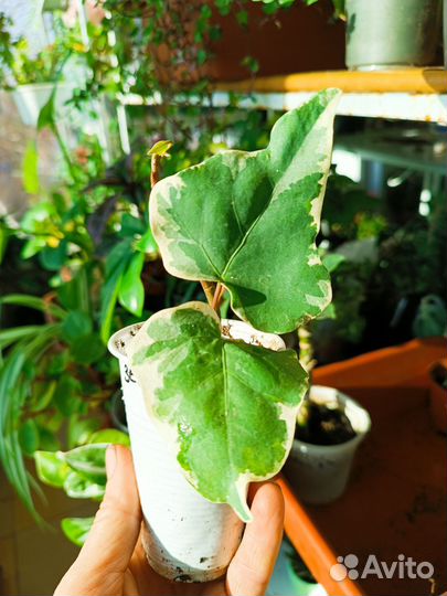 Плющ канарский