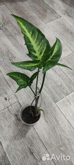 Комнатные растения