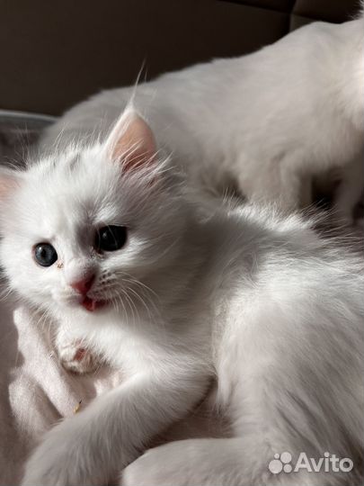 Котята турецкой ангоры