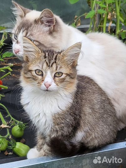 Сибирская котята