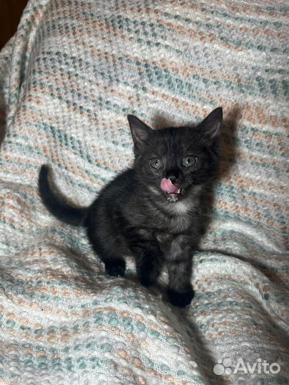 Котенок в дар