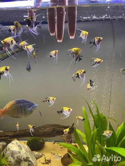 Скалярии кои мальки