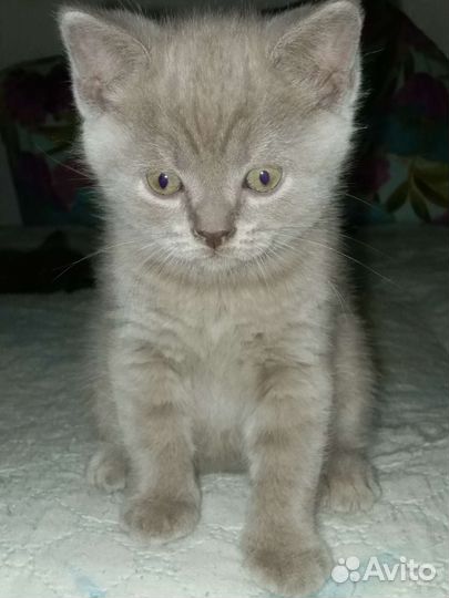 Вязка Британский кот