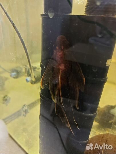 Леопардовый сомик