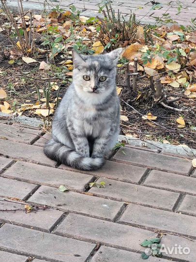 Котята подростки