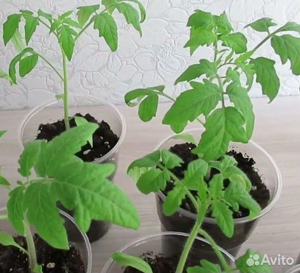 Рассада помидоров томатов