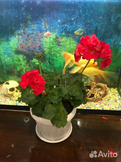 Пеларгония