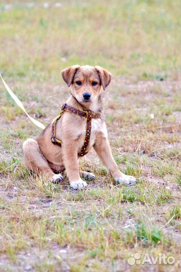 Смышленная Альма в поисках семьи