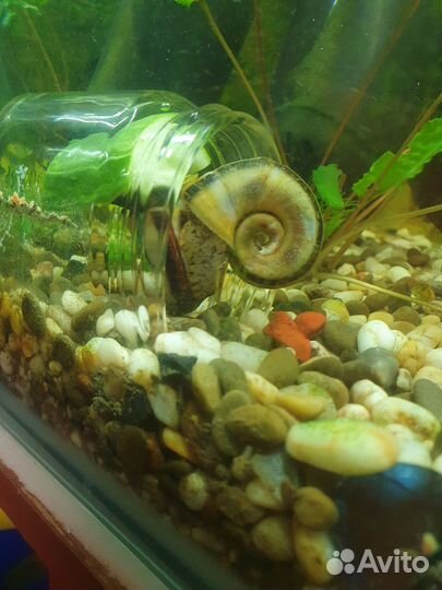 Улитка Мариза