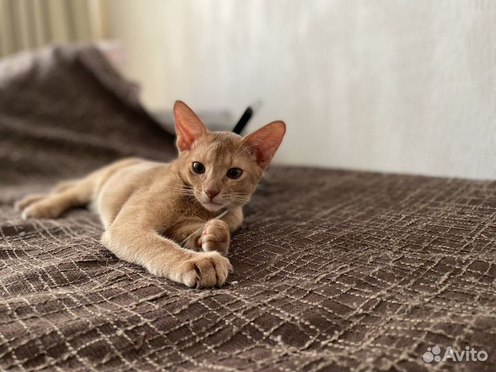 Абиссинский котенок