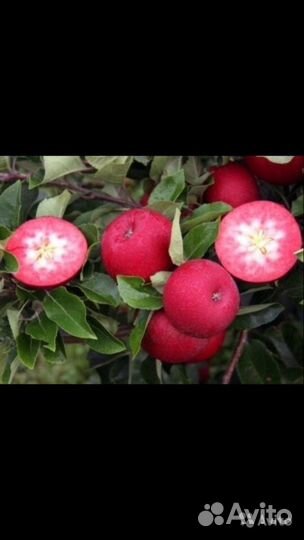 Саженцы красномясой яблони ред кетти и ред пешн