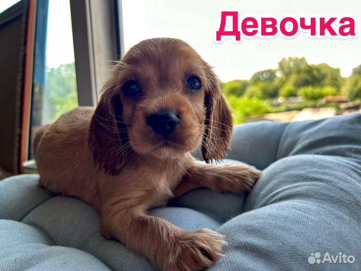 Щенки Английского кокера спаниеля