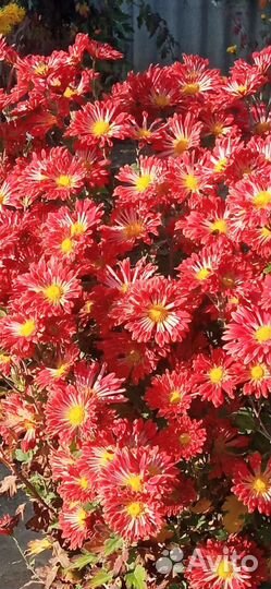 Дубки(хризантемы)