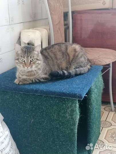 Европейская