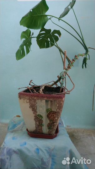 Комнатные цветы