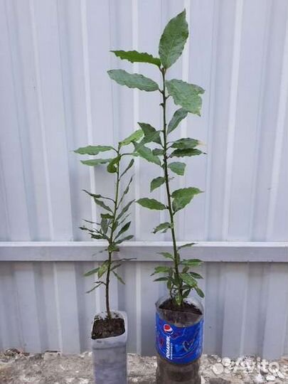 Саженцы лаврового листа, лаврушка