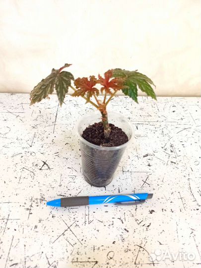 Бегония Грифон