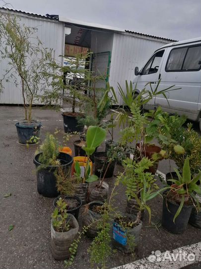 Гортензия, пальма банановая