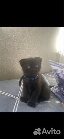 Шотланский вислоухий котенок черный объявление продам