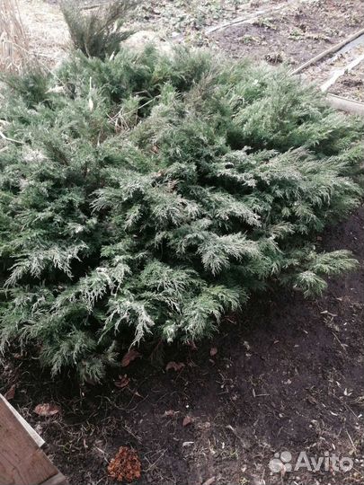 Комнатные растения цветы большие