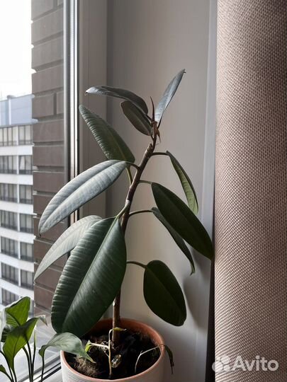 Фикус (спацифилум,алое и др )