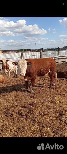 Бычки герефорд на племя