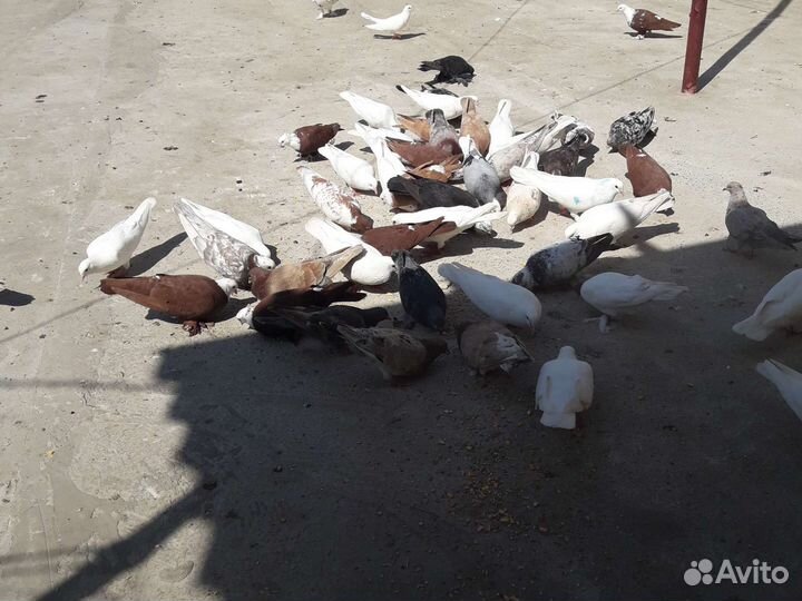 Прадаю голубей