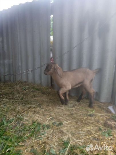 Коза нубийская