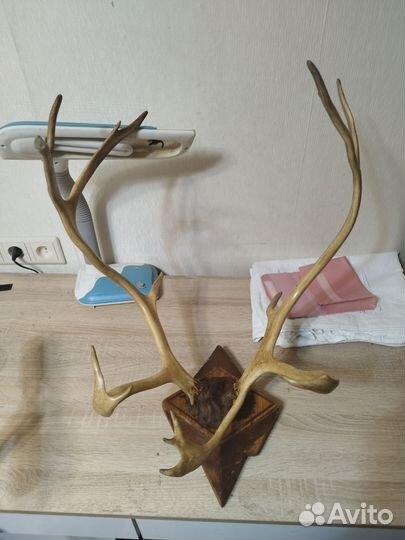 Продам рога оленя