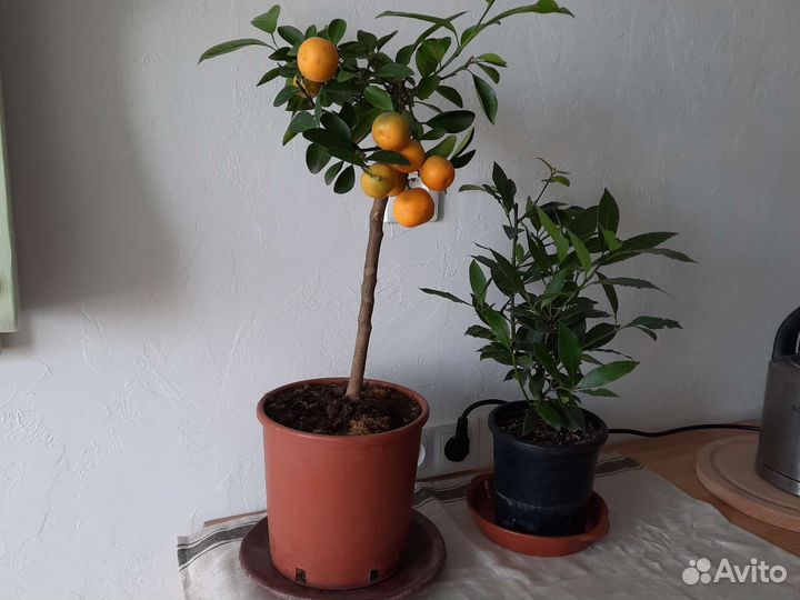 Дерево мандариновое