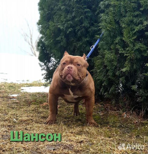 Американский булли вязка