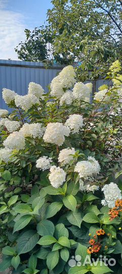 Гортензия цветы