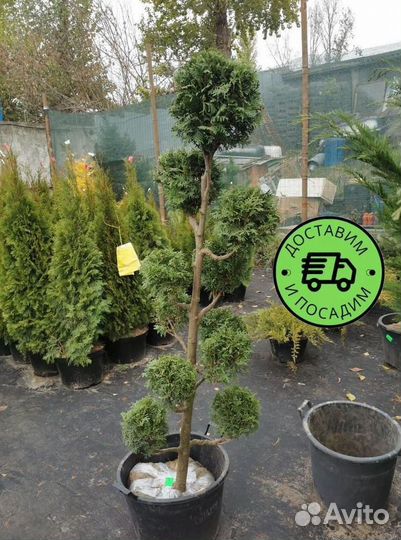 Туя Колумна Формированная