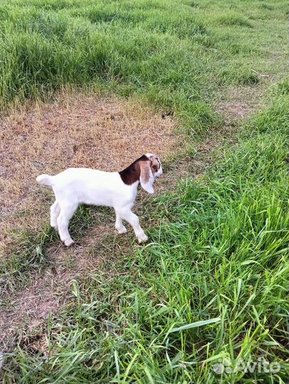 Козлята,2 козлика и 1 козочка