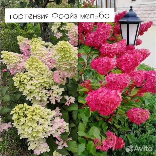 Гортензия метельчатая Ваниль Фрайз и Фрайз Мельба