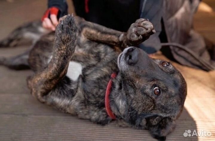 Тайгер ищет дом