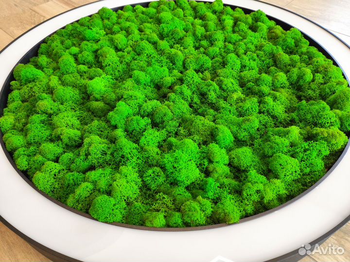 Люстра LED кольцевая потолочная со мхом Ягель