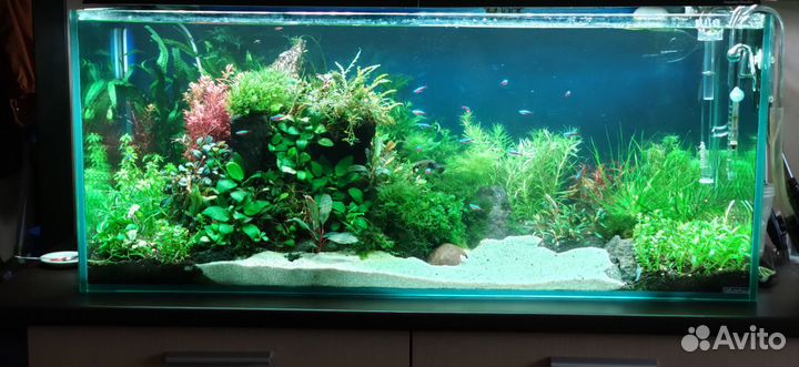 Аквариумные растения (Буцефаландры, мох)