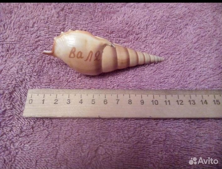 Ракушки смотрите ленту