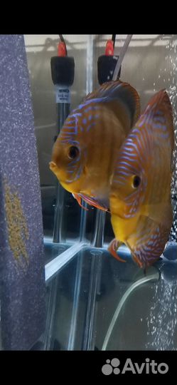 Продам Дискусов