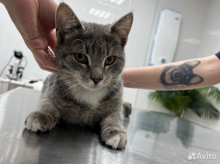 Котик в добрые руки