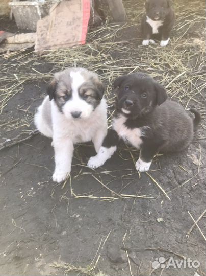 Щенки алабая