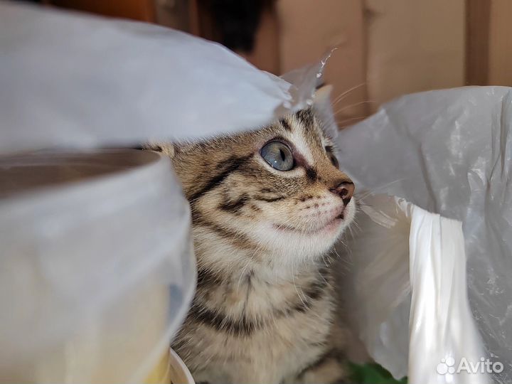 Домашние котята