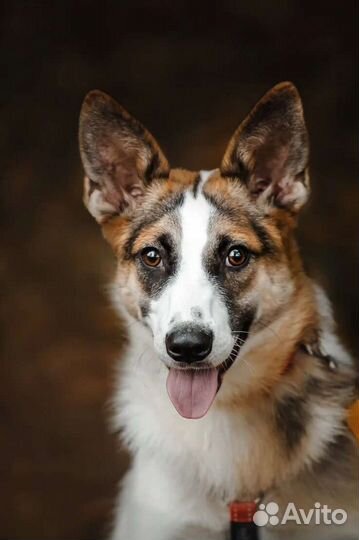 Собака в дар