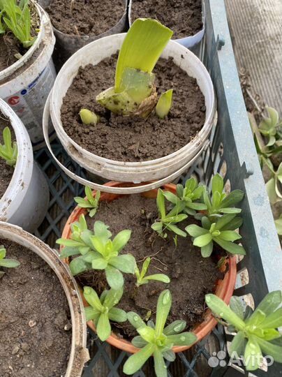 Многолетники для сада