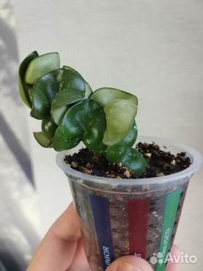 Хойя компакта