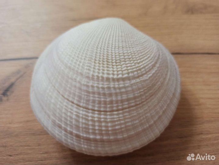 Морская раковина