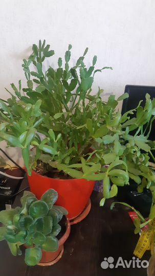 Комнатные цветы