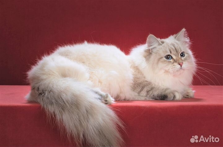 Отдаю кошку